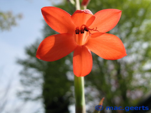 Watsonia meriana